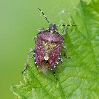Sloe Bug - Dolycoris baccarum 1 